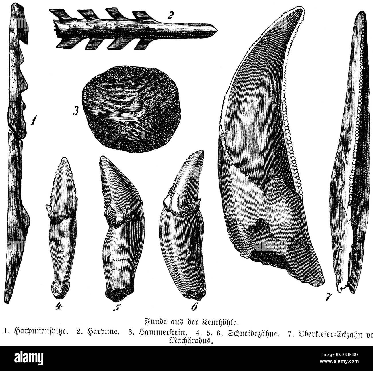 Funde aus der prähistorischen Kent's Cavern, den Kent Caves in Torquay, County Devon, Harpunen, Hammerstein, Zähnen, Archäologie, Biologie, Paläontologie, Stockfoto