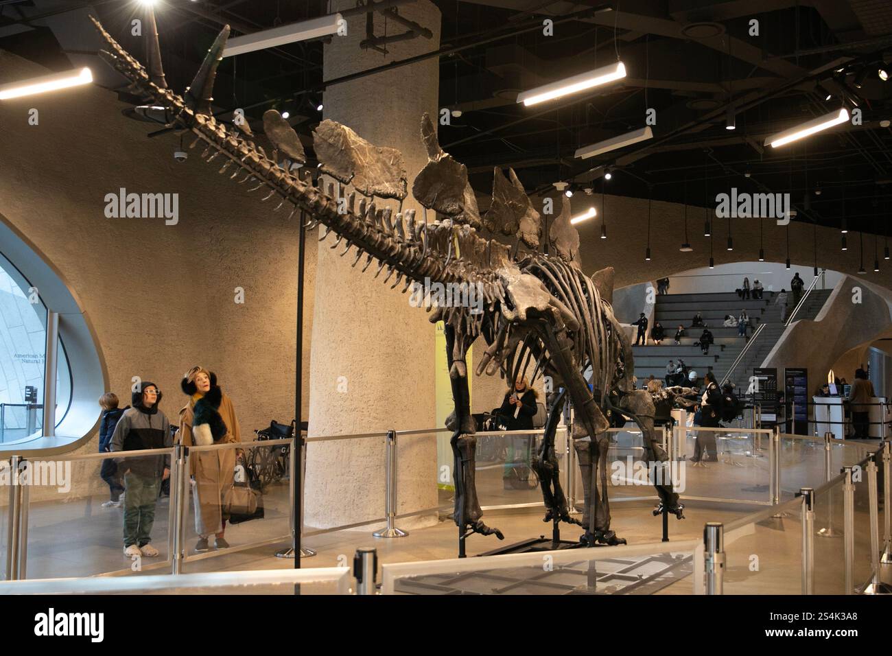 New York, USA.12. Dezember 2024. Das Fossil des Stegosauriers „Apex“ ist im American Museum of Natural History in New York ausgestellt und zieht am 12. Dezember 2024 viele Besucher an. Das ist das teuerste Dinosaurierfossil in der Geschichte der Auktion, das der amerikanische Finanzier Kenneth C. Griffin diesen Sommer für 44,6 Millionen Dollar gekauft und dem National Museum of Natural History für eine vierjährige Ausstellung verliehen hat. Quelle: Liao Pan/China News Service/Alamy Live News Stockfoto
