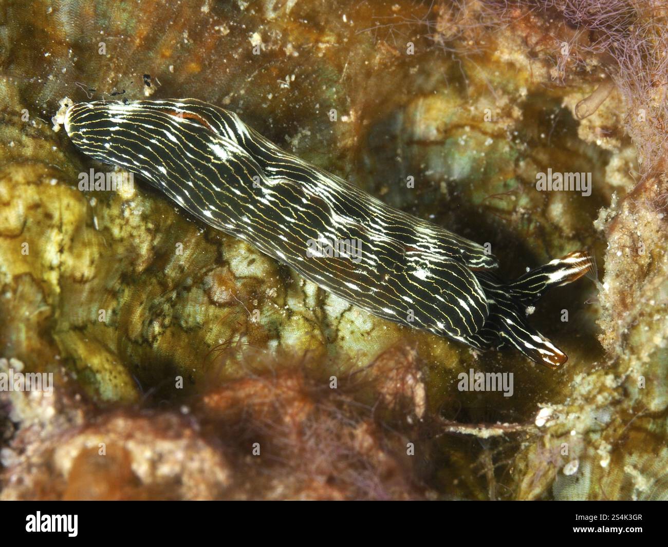 Gestreifte Nacktschnecke, gracile thuridilla (Thuridilla gracilis), auf Meeressubstrat, Tauchplatz Spice Reef, Penyapangan, Bali, Indonesien, Asien Stockfoto