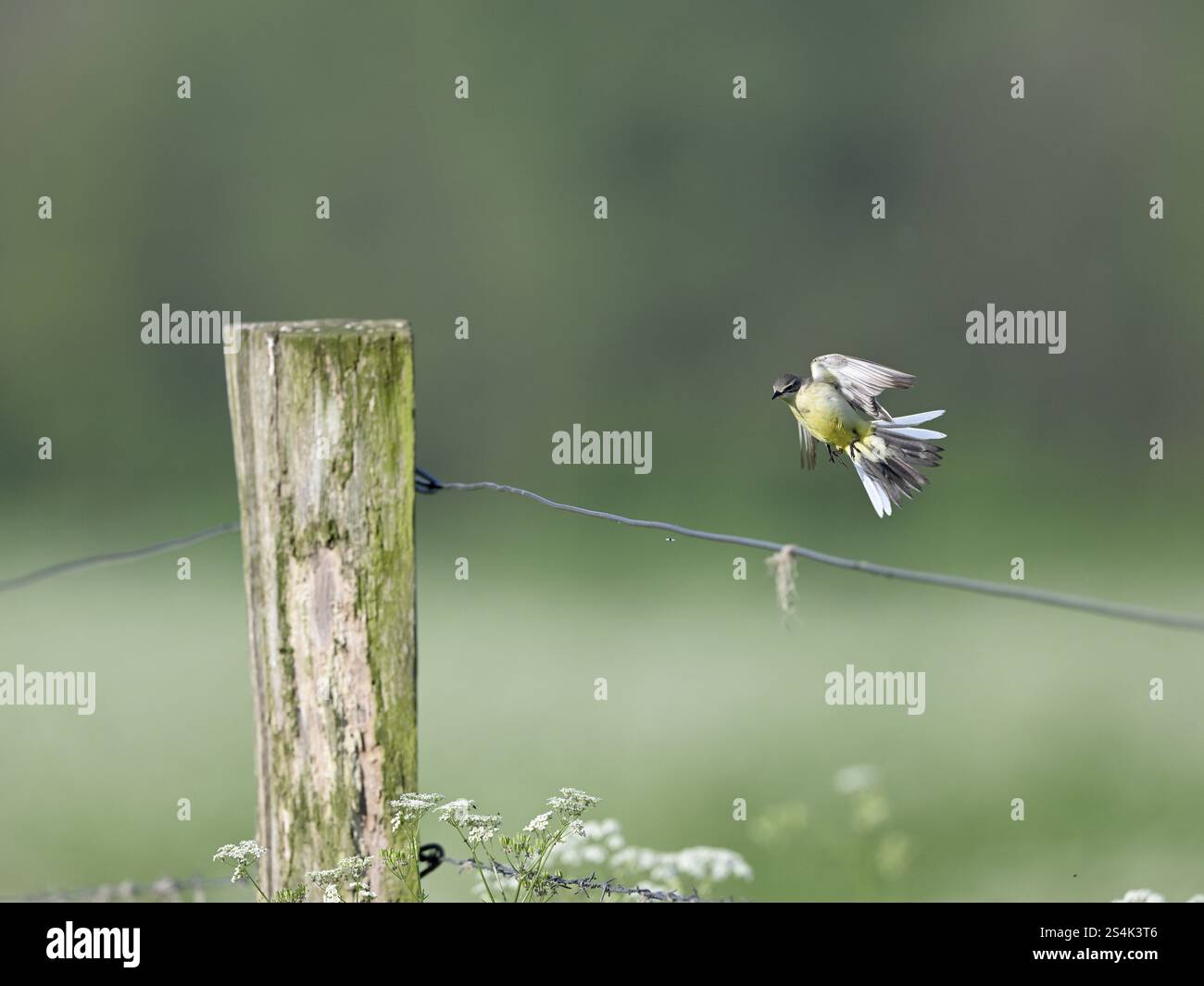 Flatternder gelber Bachstelz (Motacilla flava) Jagdinsekten, Niederrhein, Nordrhein-Westfalen, Deutschland, Europa Stockfoto