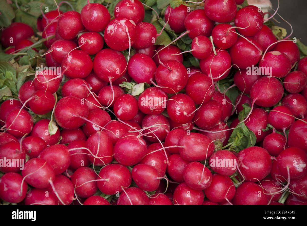 Radieschen zum Verkauf auf einem Markt, Österreich, Europa Stockfoto