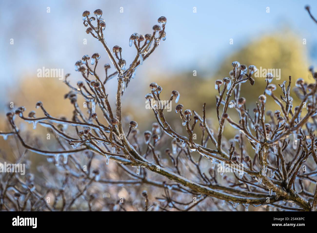 Eisummantelte Hundeholzknospen während eines Wintersturms in Metro Atlanta, Georgia. (USA) Stockfoto