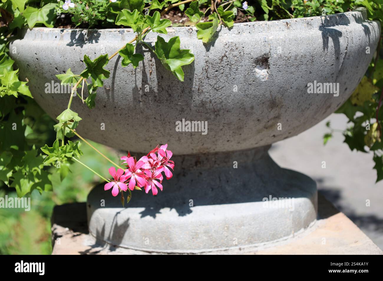 Blumenstrauß aus kleinen rosa weißen roten Blumen, die an einer Weinrebe unter einem abgesplitterten Beton-Pflanzgefäß hängen Stockfoto