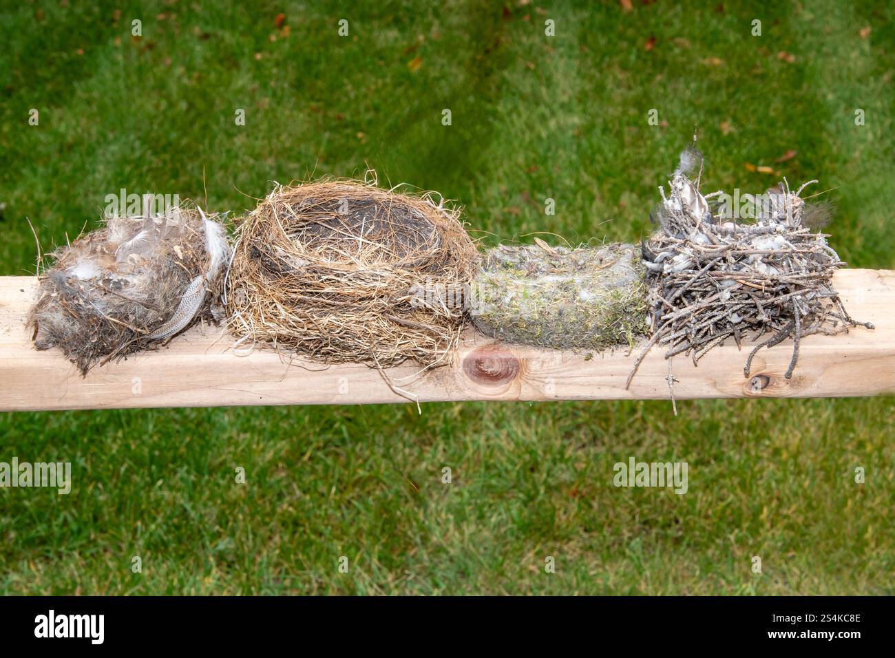 Vadnais Heights, Minnesota. Verschiedene Vogelnester. Fliegenfänger, Robin, Schwarze Chickadee und Hauswren. Stockfoto