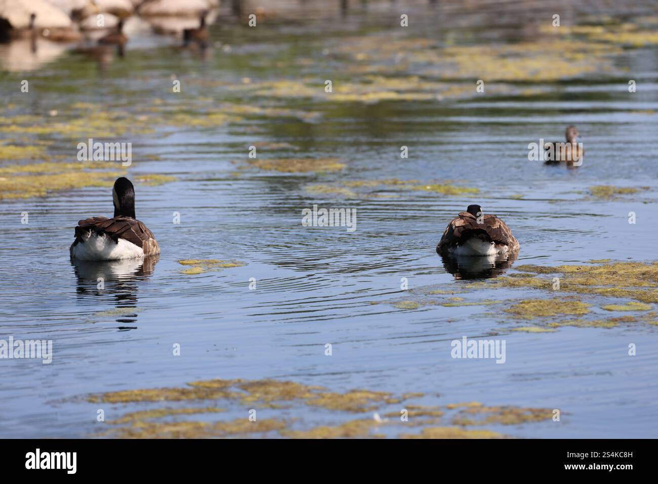 Kanada Gänse Mom und Papa bewachen Gänse im Teich Stockfoto