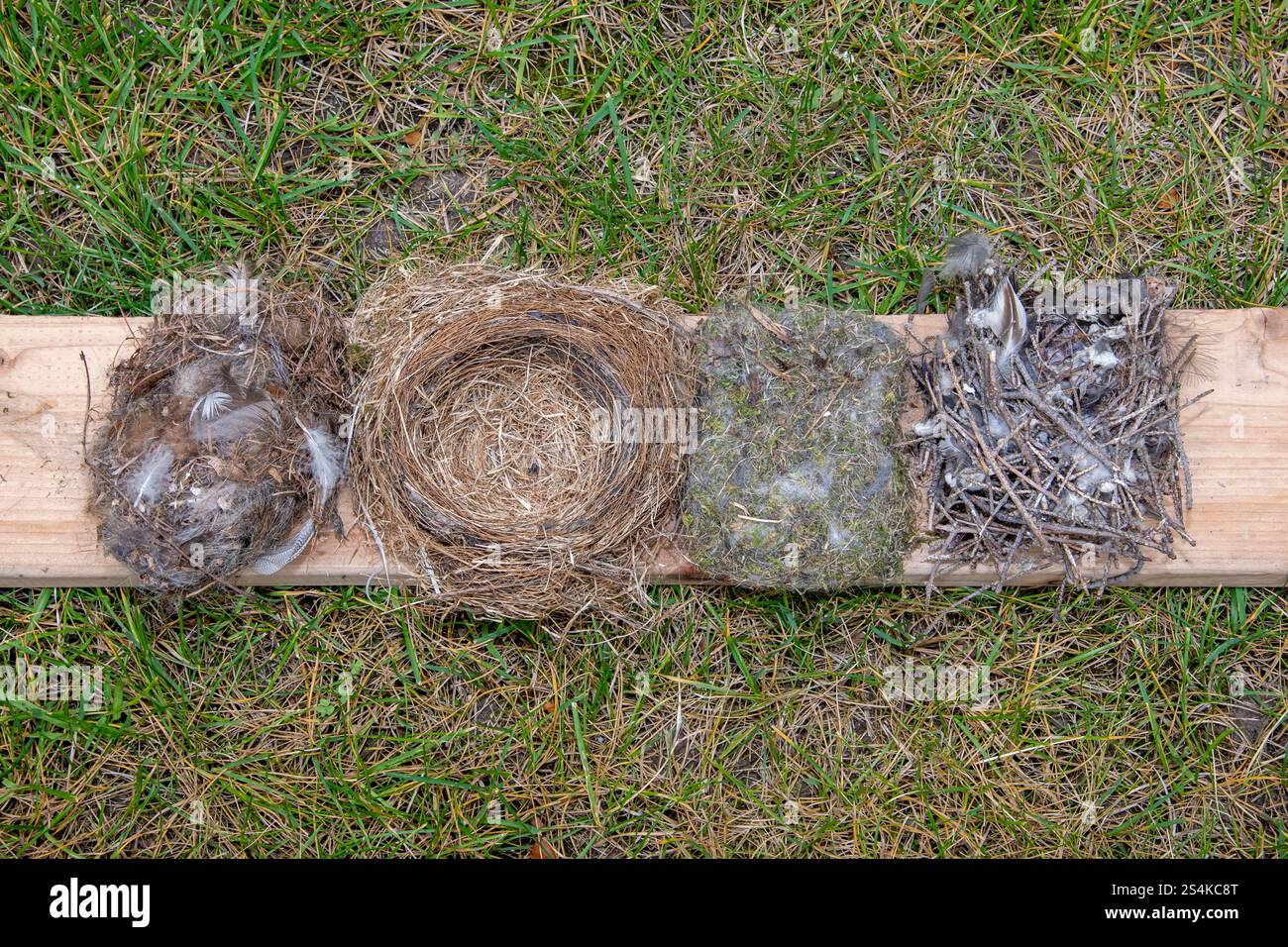Vadnais Heights, Minnesota. Verschiedene Vogelnester. Fliegenfänger, Robin, Schwarze Chickadee und Hauswren. Stockfoto
