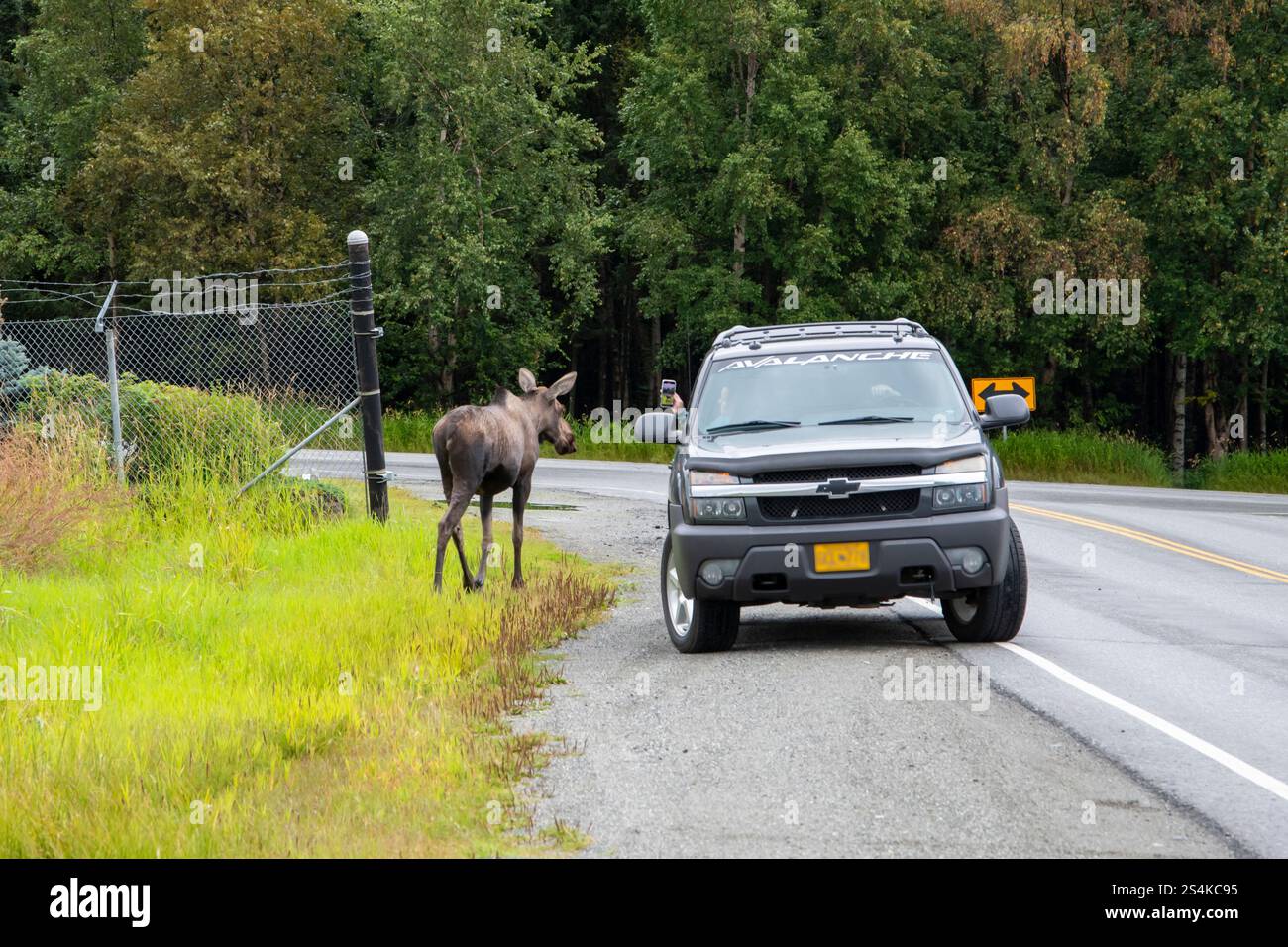 Anchorage, Alaska. Eine Person hält an, um ein Telefonfoto eines Elchs zu machen, der entlang der Autobahn läuft. Stockfoto