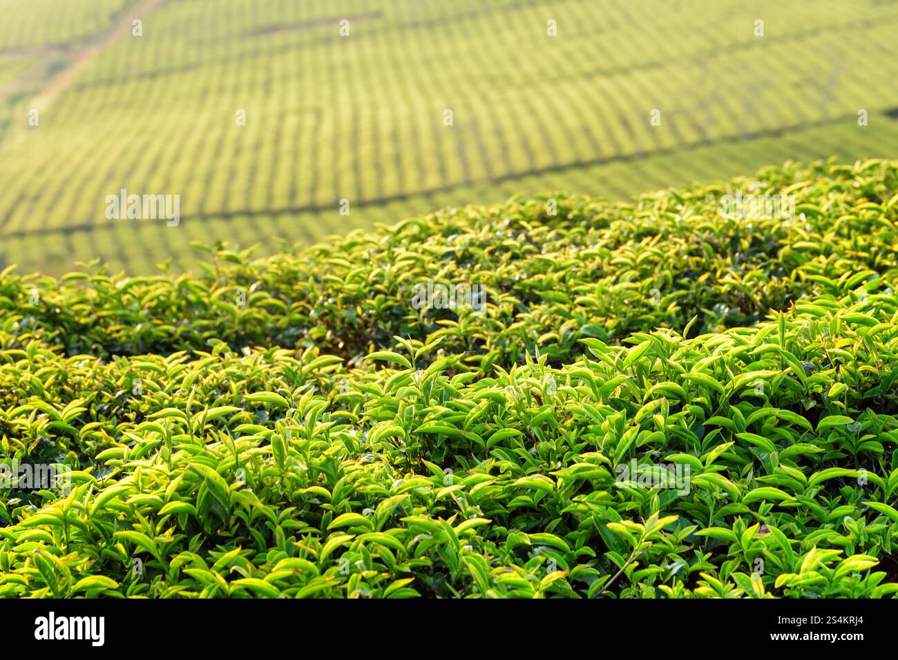 Frische, hellgrüne Teeblätter auf der Teeplantage bei Sonnenuntergang Stockfoto