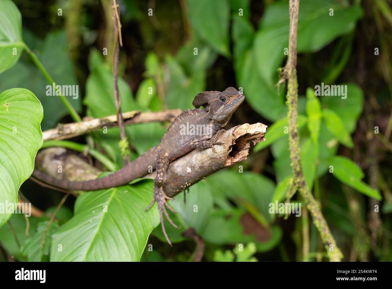 Die gewöhnliche Basilisk (Basiliscus basiliscus), Eidechsenart aus der Familie der Corytophanidae. La Fortuna Alajuela - Arenal, Costa Rica Tierwelt. Stockfoto