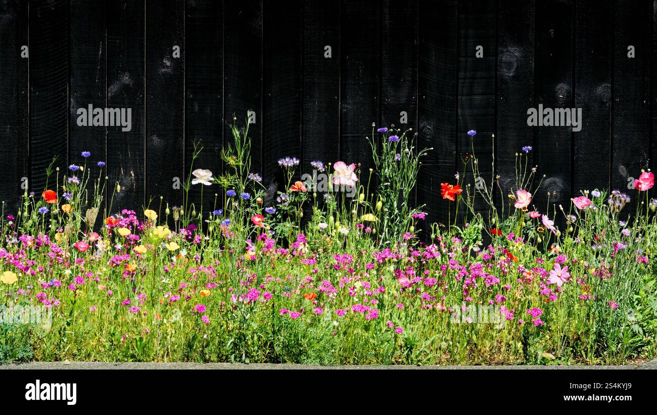 Eine Grasgrenze Monokultur auf einer Straße vor einem schwarzen Holzzaun wurde mit einem Wildblumenhabitat in Motueka, Neuseeland, bepflanzt. Stockfoto