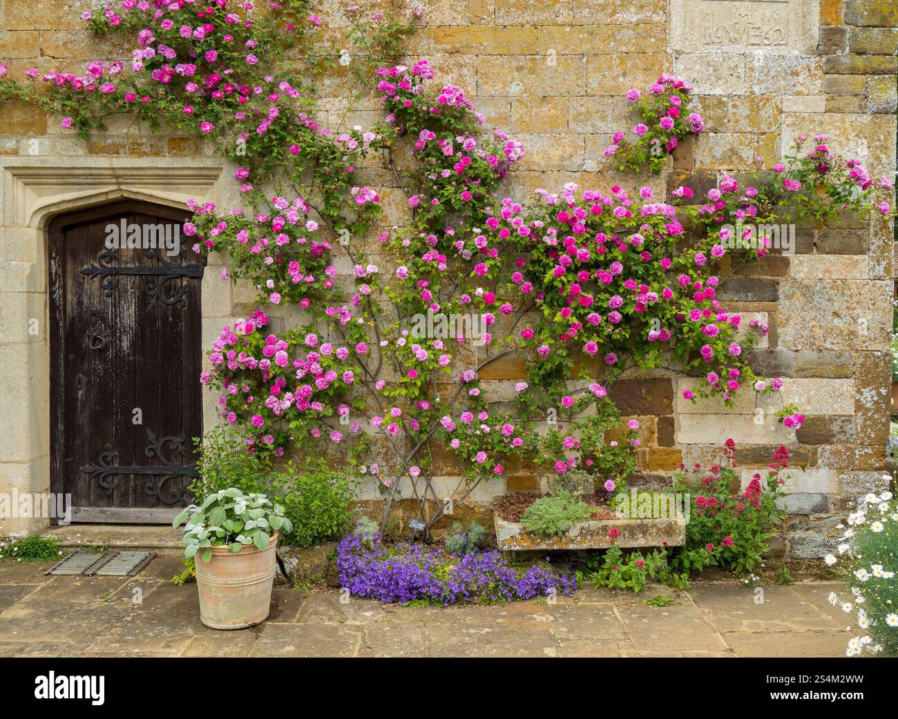 Wanderrosen Rosa multiflora „Platyphylla“ mit violetten/magentafarbenen Blüten, die auf der alten Steinmauer wachsen, Coton Manor Garden im Juni, Northants, England, Vereinigtes Königreich Stockfoto