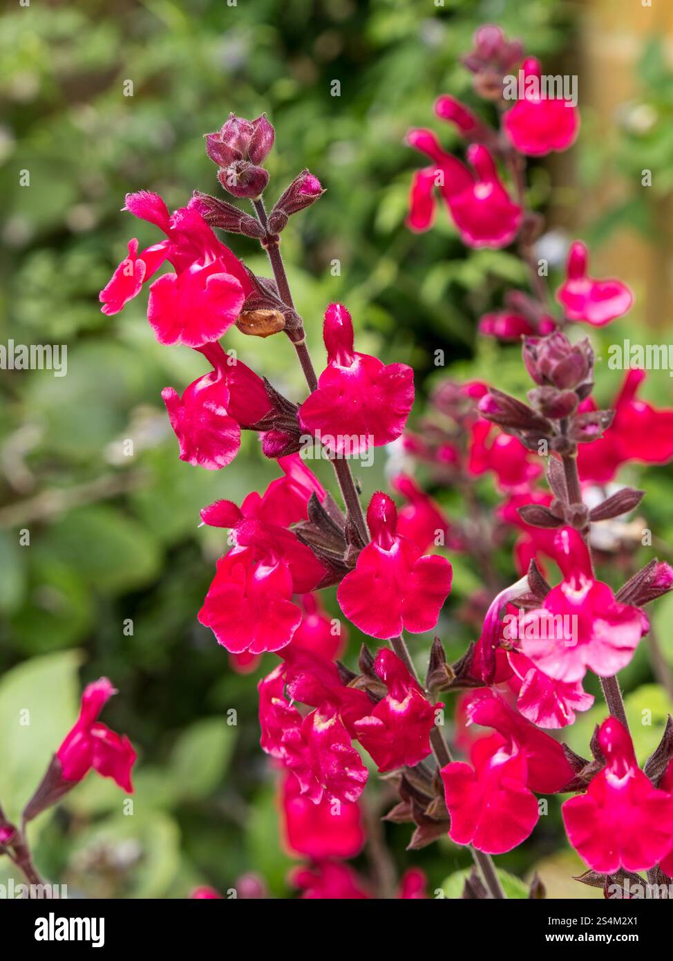 Leuchtend rosa / rote Salbei / Salvia Microphylla 'Ping Pong' Blüten wachsen im Coton Manor Garden im Juni, Northants, England, Großbritannien Stockfoto