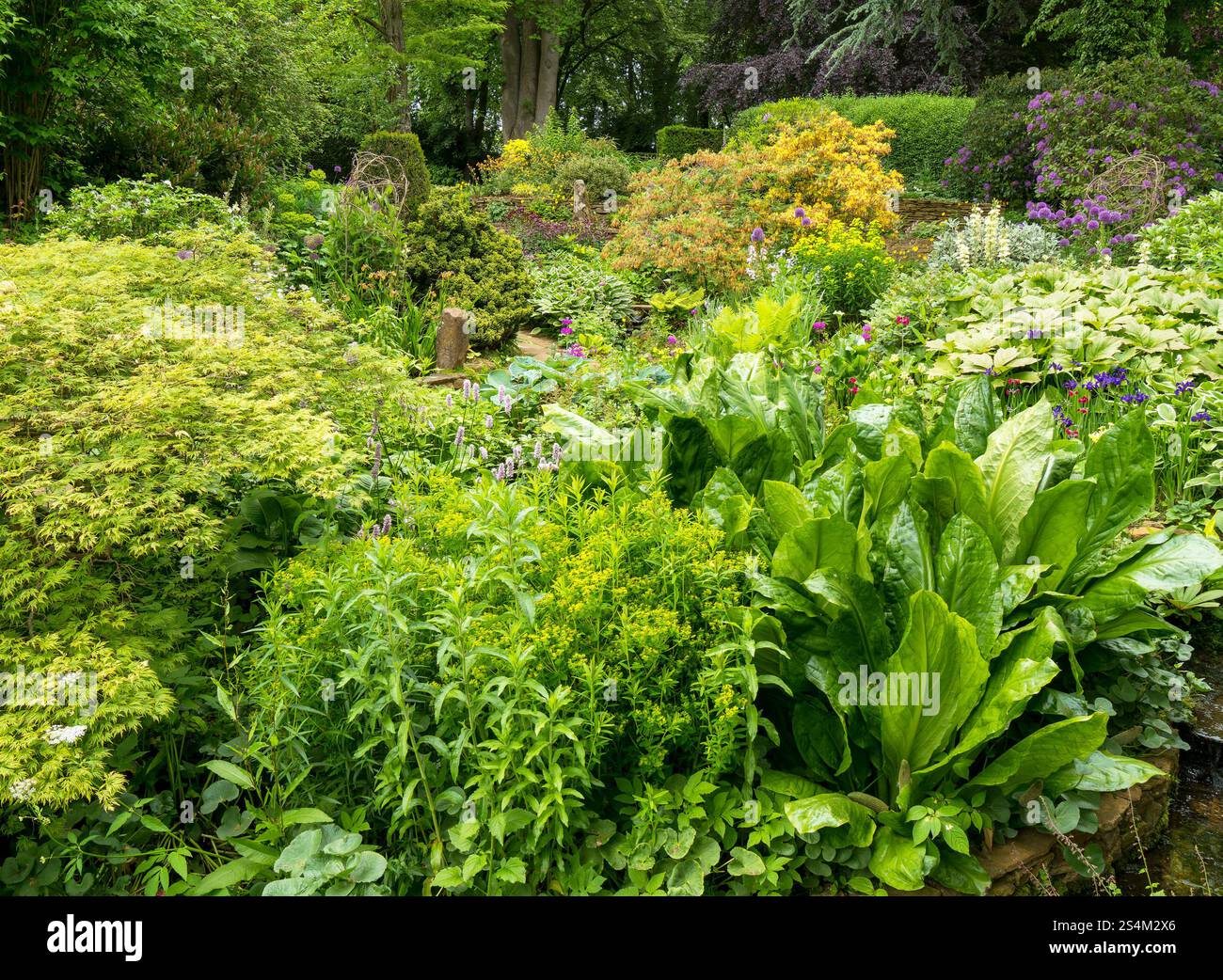 Der dicht bepflanzte, grüne Wassergarten in Coton Manor Gardens im Juni, Northants, England, Großbritannien Stockfoto