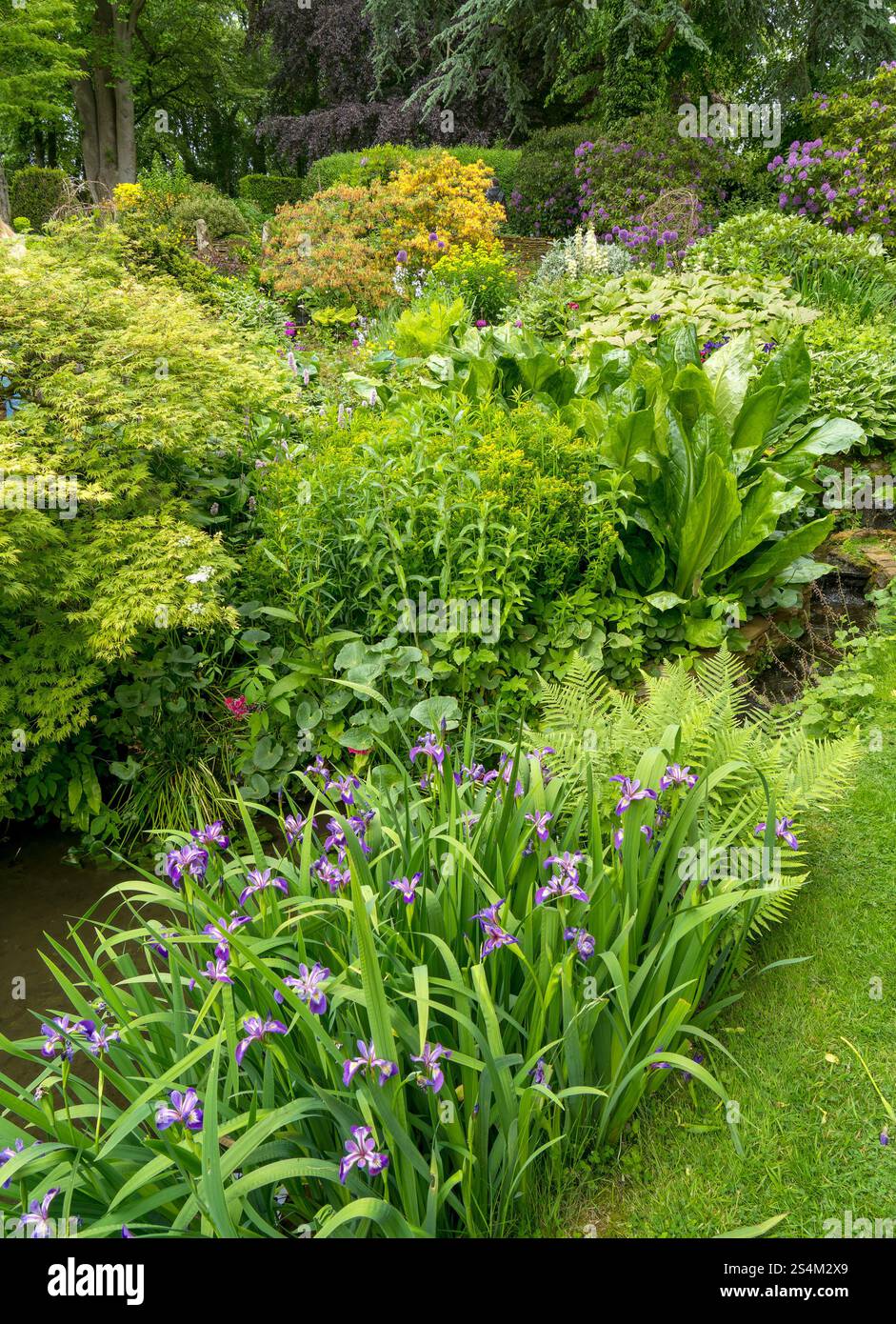Der dicht bepflanzte, grüne Wassergarten in Coton Manor Gardens im Juni, Northants, England, Großbritannien Stockfoto