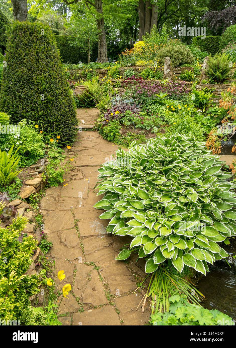 Hübscher, informeller Natursteingarten-Pfad zwischen den Grenzen im Wassergarten Coton Manor im Juni, Northants, England, Großbritannien Stockfoto