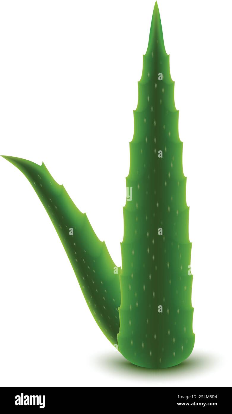 Aloe-Blatt-Symbol. Realistische Illustration des Aloe-Vektorsymbols für Webdesign isoliert auf weißem Hintergrund. Aloe-Leaf-Symbol, realistischer Stil Stock Vektor