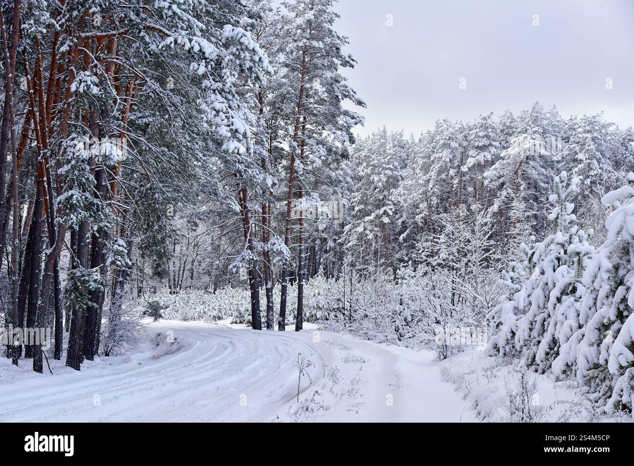 Malerische Winterwaldlandschaft mit schneebedeckten Bäumen und einem gewundenen Pfad mit leerer Straße. Die beschauliche Winterszene mit hohen Pinienbäumen Stockfoto