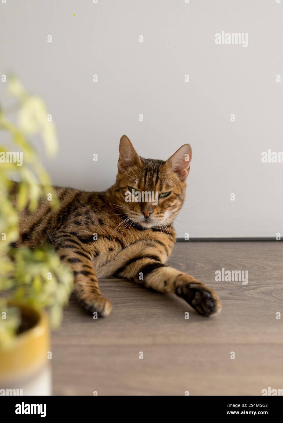 Bengalische Katze mit Hauspflanze Stockfoto