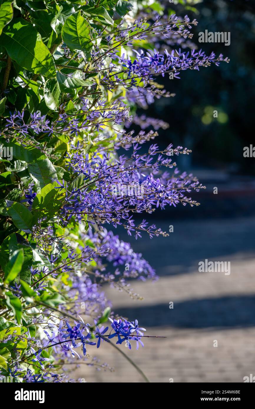 Königskranz violette Blumenkranz, Petrea volubilis, Karibik Kletterrebe, Gartenbau Design Stockfoto