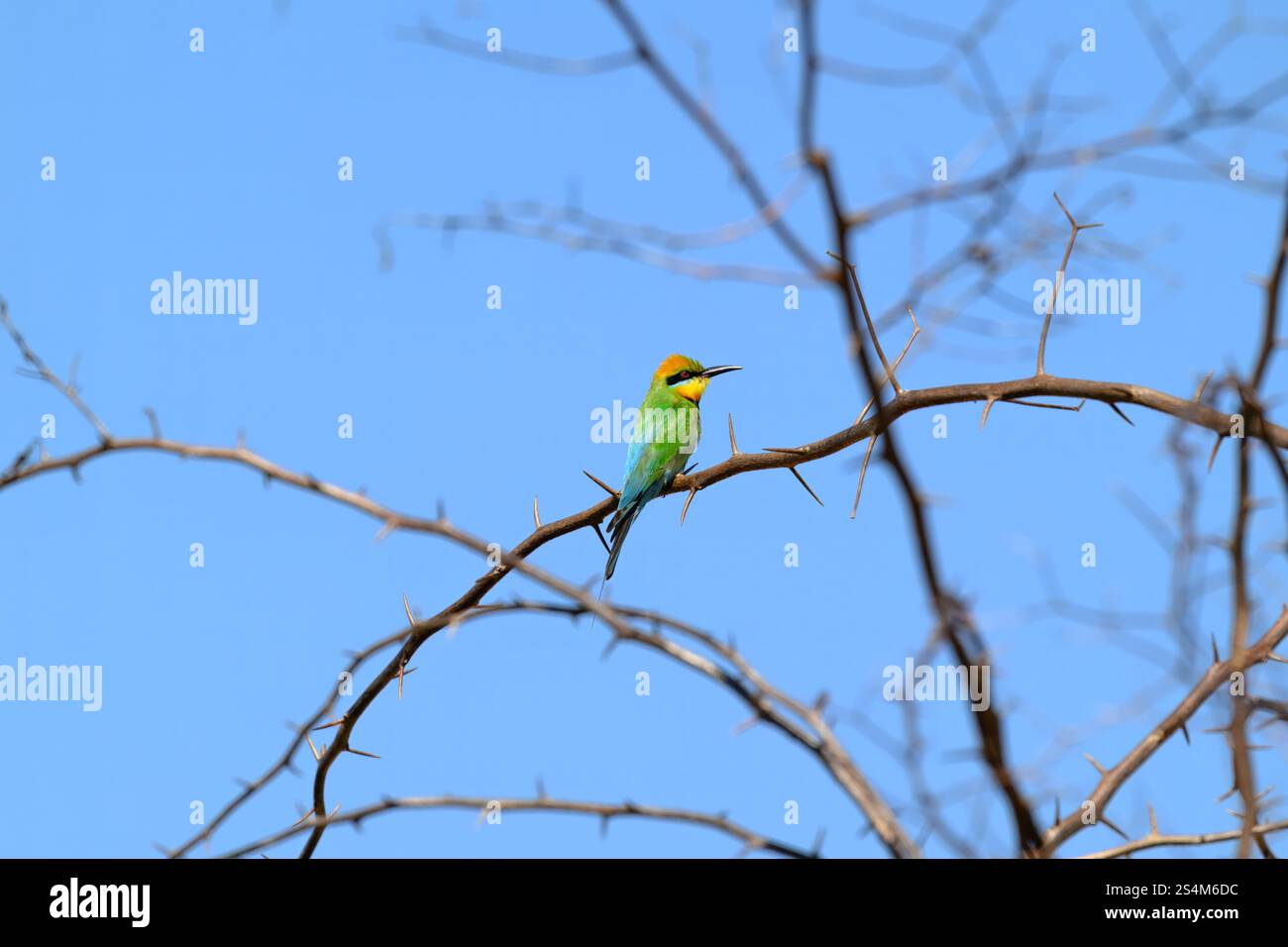 Regenbogenbienenfresser, Merops ornatus, einheimischer australischer Vogel, sitzend auf Dornzweig, Queensland Australia Stockfoto