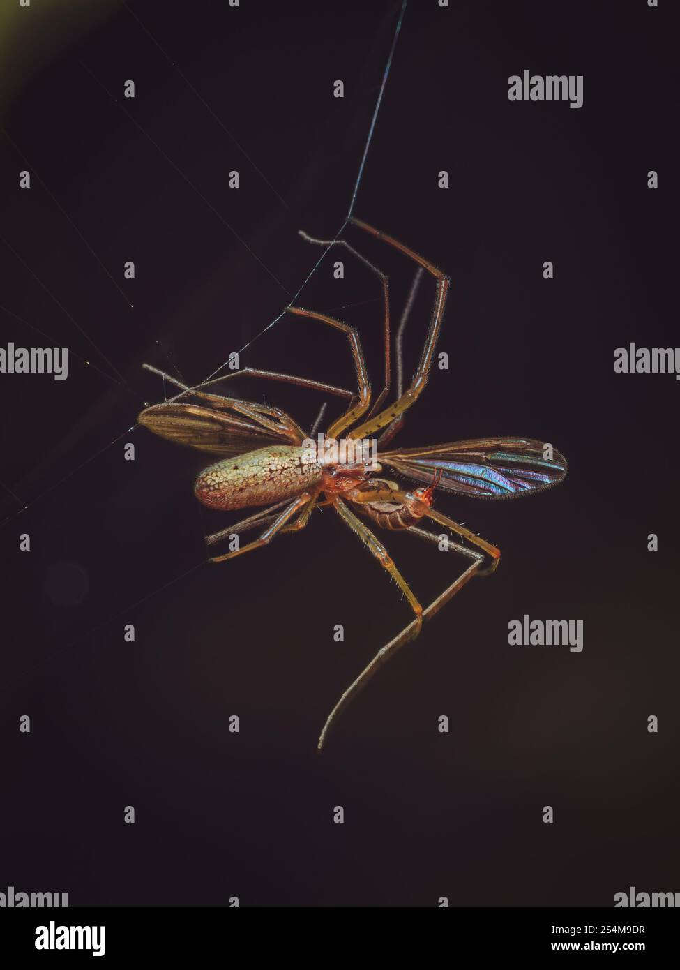 Tetragnatha Extensa Spinne mit frisch gefangener Beute Stockfoto