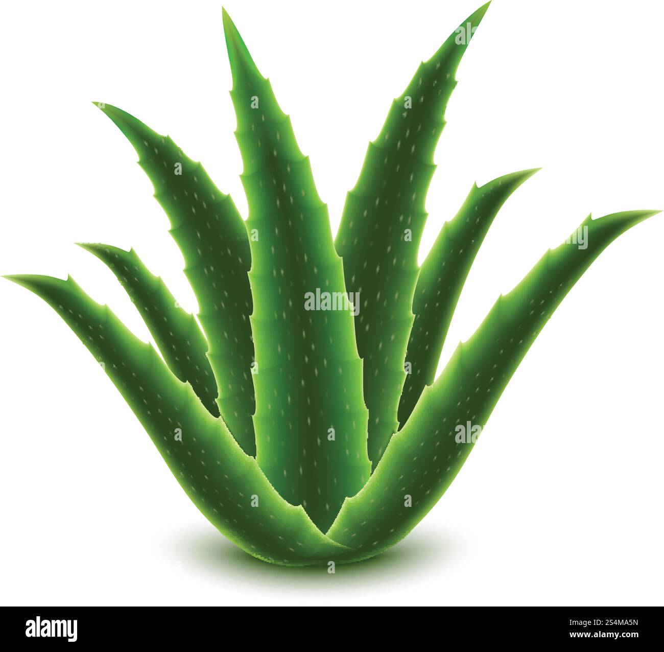 Aloe Vera-Symbol. Realistische Illustration des Aloe-Vera-Vektorsymbols für Webdesign isoliert auf weißem Hintergrund. Aloe Vera-Symbol, realistischer Stil Stock Vektor