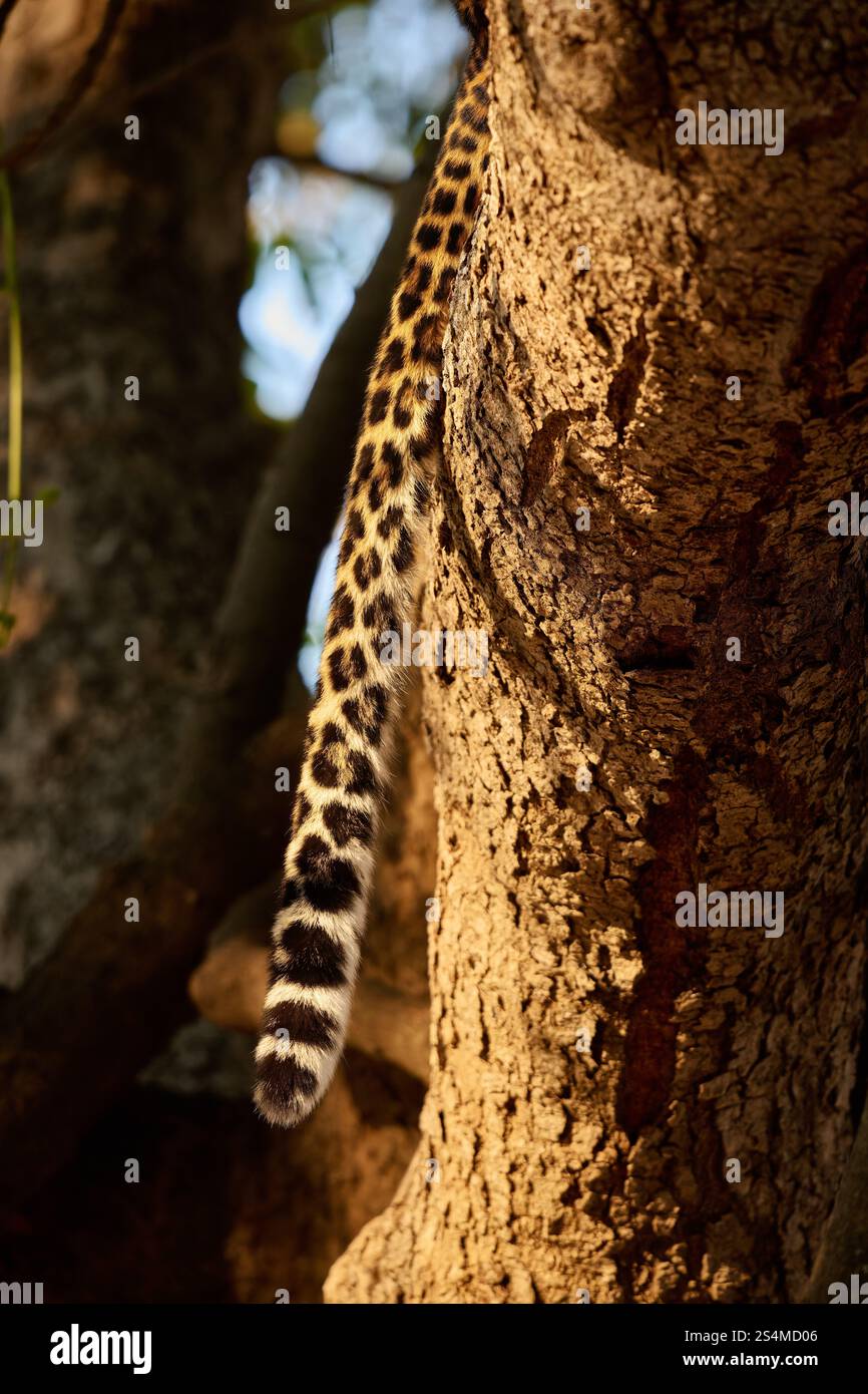 Schwanz eines afrikanischen Leoparden (Panthera pardus pardus), South Luangwa National Park, Mfuwe, Sambia, Afrika Stockfoto