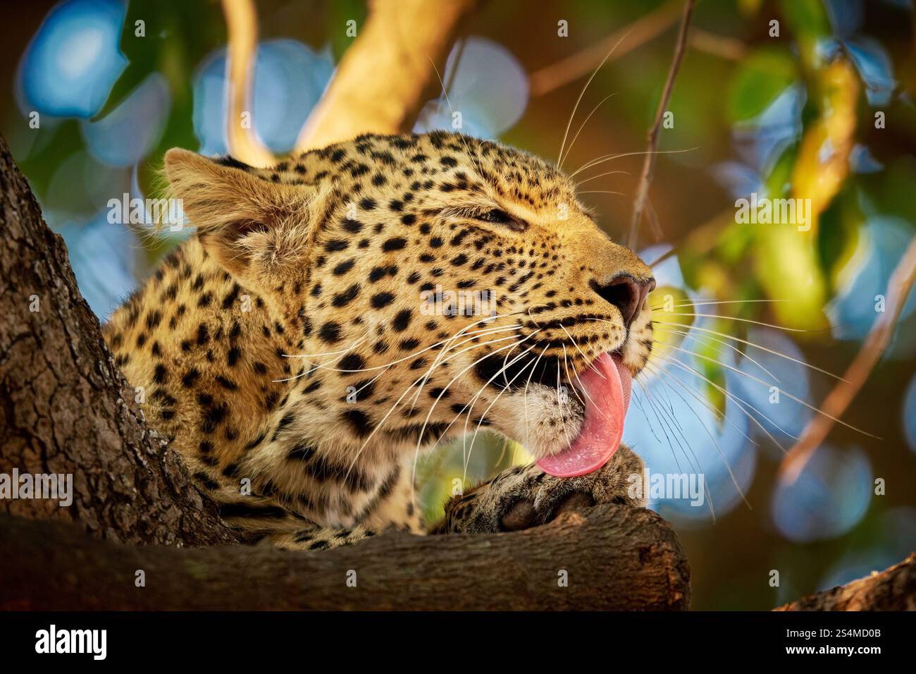 Porträt eines jungen afrikanischen Leoparden (Panthera pardus pardus) in einem Baum, South Luangwa National Park, Mfuwe, Sambia, Afrika Stockfoto