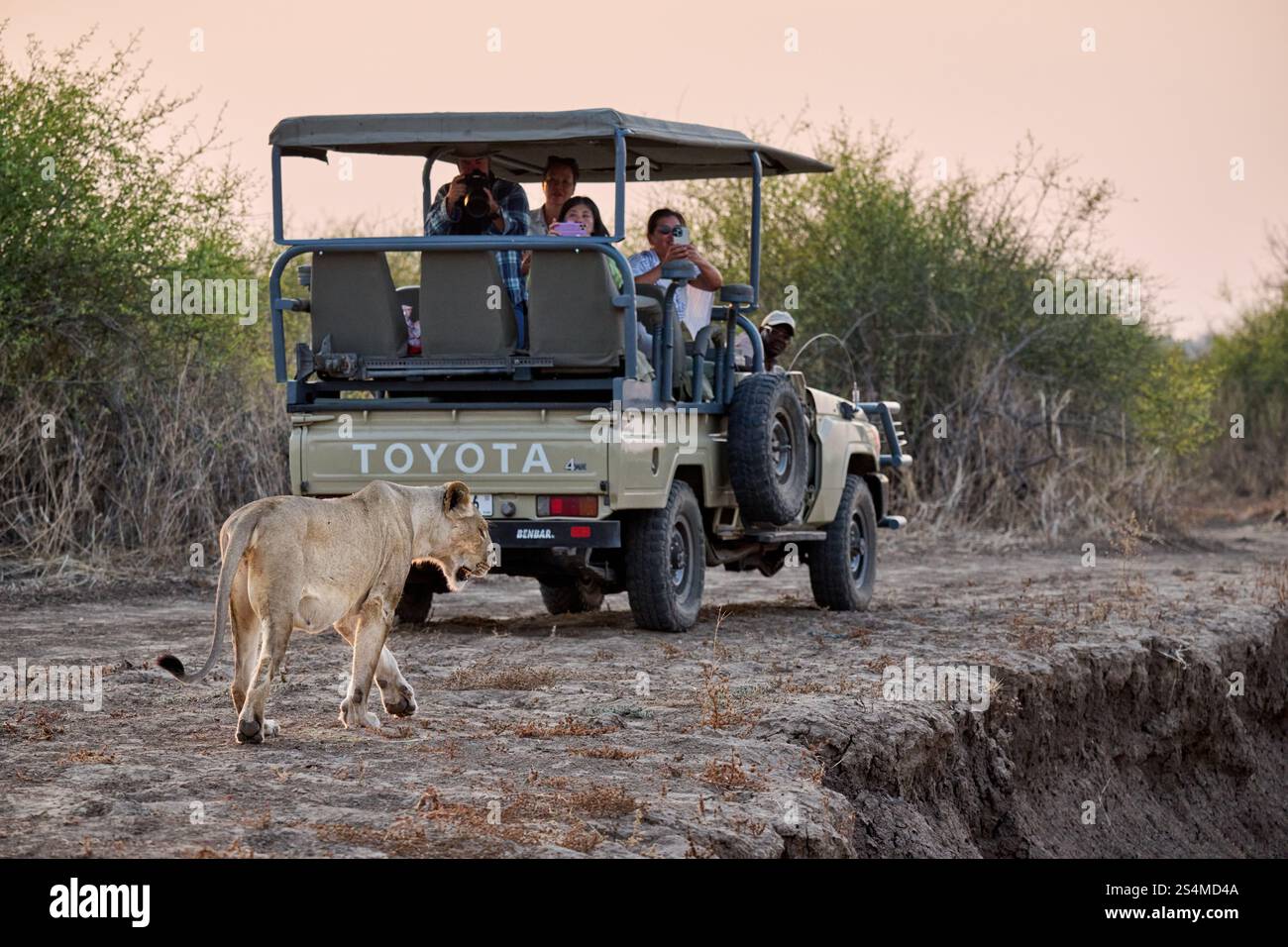 Löwin (Panthera leo) vorbei an einem Safariwagen, South Luangwa National Park, Mfuwe, Sambia, Afrika Stockfoto