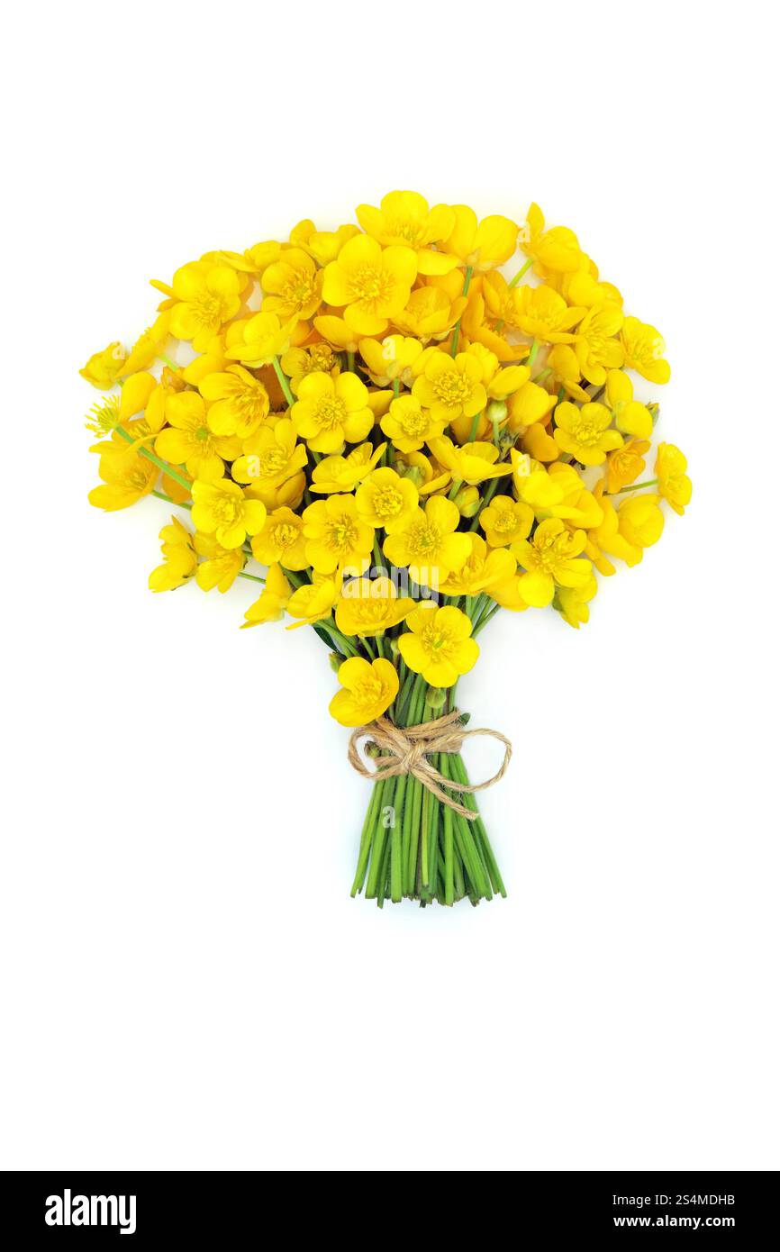 Buttercup-Haufen wilder Blumen auf weiß. Frühling Natur gelbe Wiese Blumenstrauß Arrangement für Beltane, Lovers Geschenk, Muttertag Stockfoto