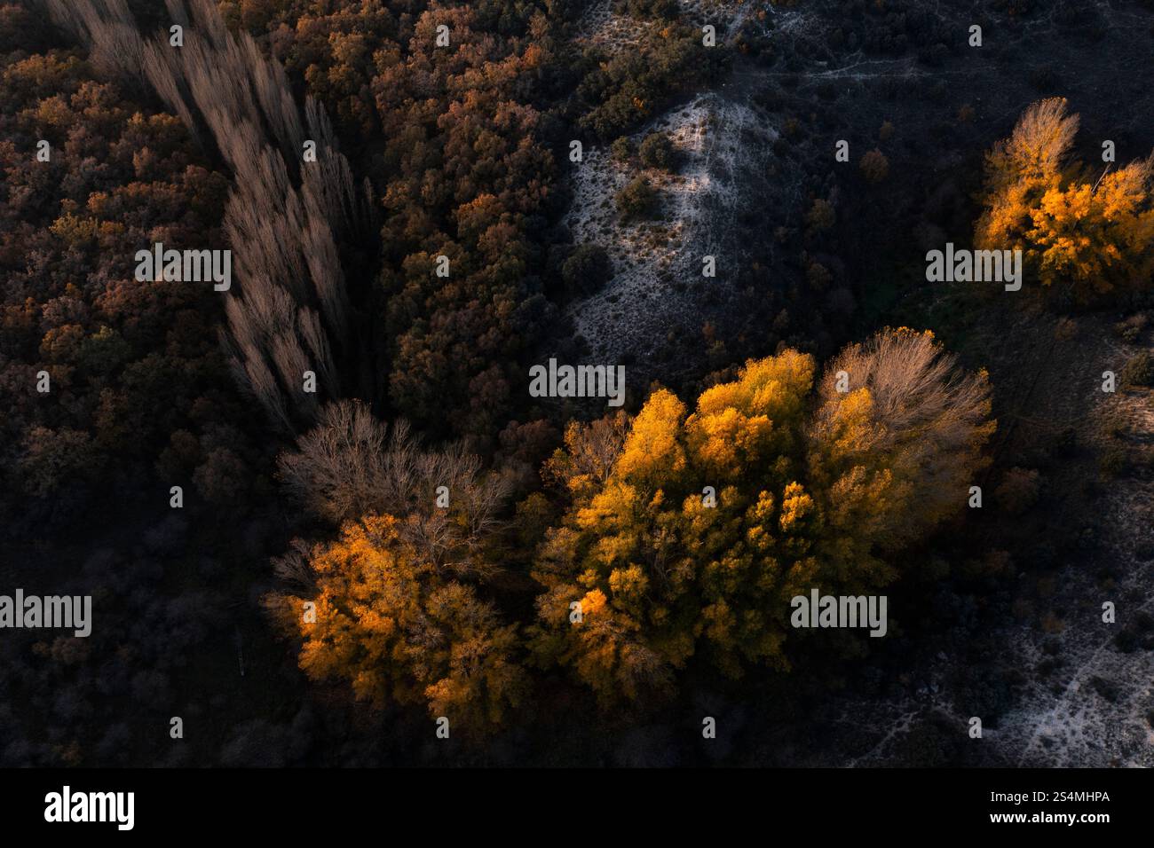 Ein atemberaubendes Luftbild fängt die lebendigen Farben eines Waldes im Herbst ein. Gold-, Gelb- und Grüntöne verschmelzen wunderbar und zeigen die se Stockfoto