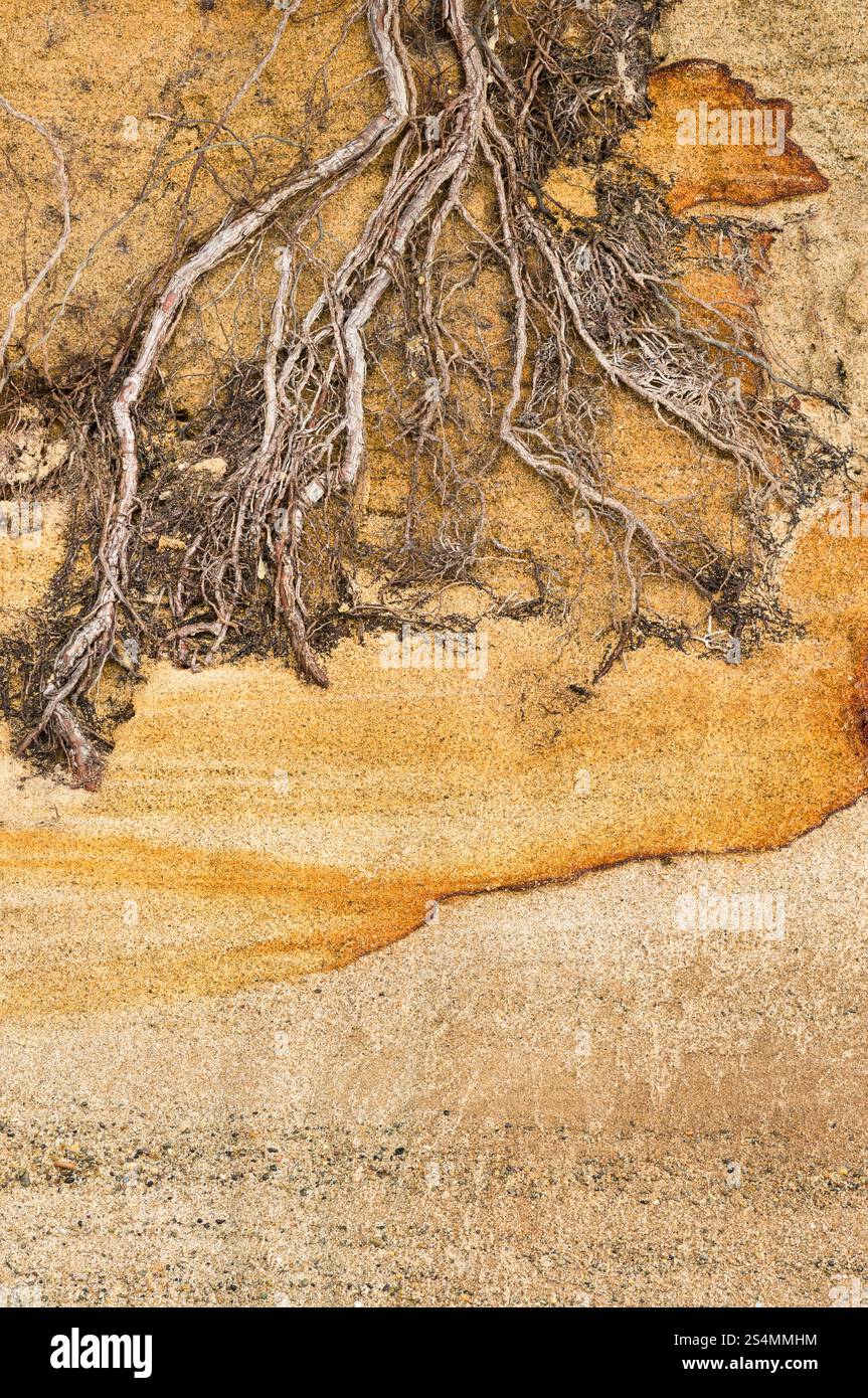 Baumwurzeln, die sich aufgrund der Küstenerosion auf einem sandigen Hügel entlang eines Strandes von Oregon offenbaren, stehen die komplizierten Muster der Wurzeln im Kontrast zum Erdreich Stockfoto