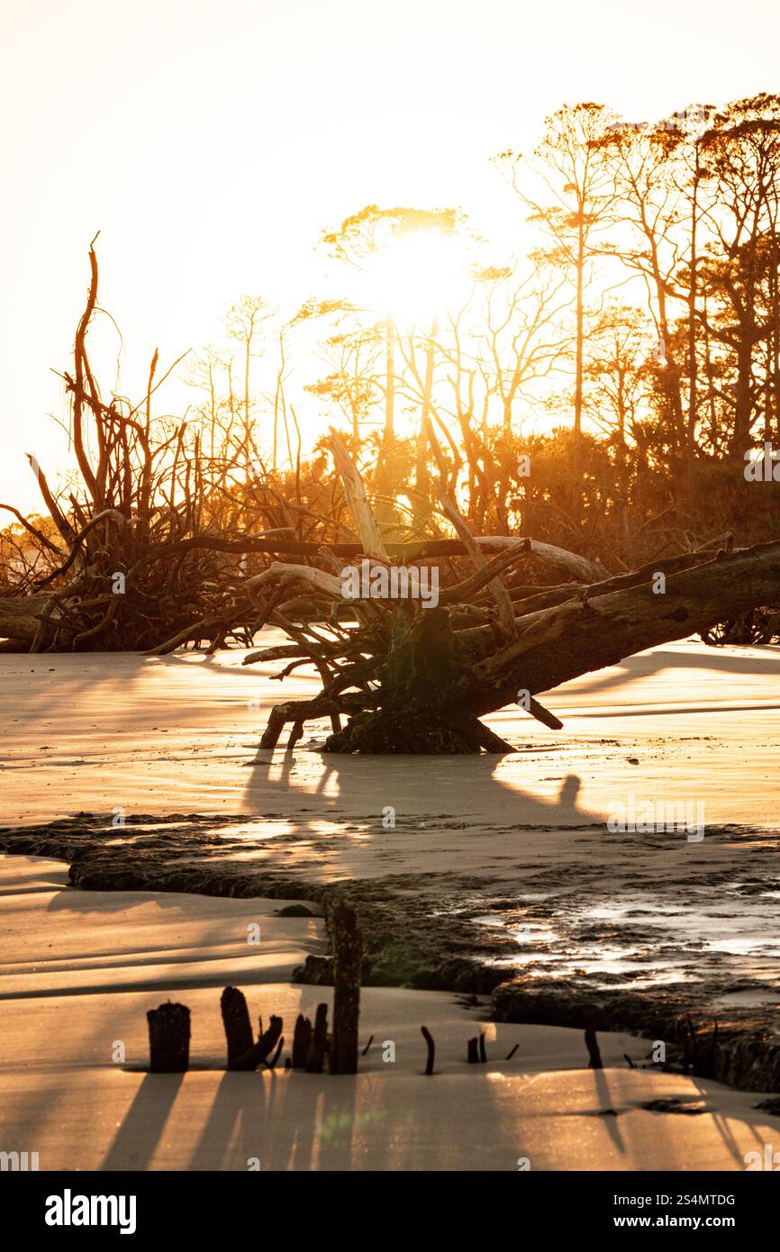 Die Boneyard auf Hunting Island, South Carolina Stockfoto