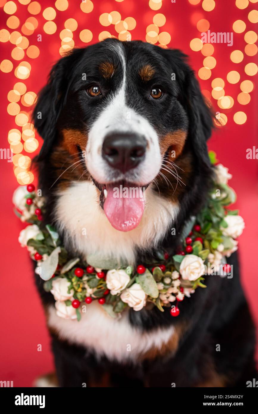 Berner Sennenhund mit einem Feiertagskranz Stockfoto