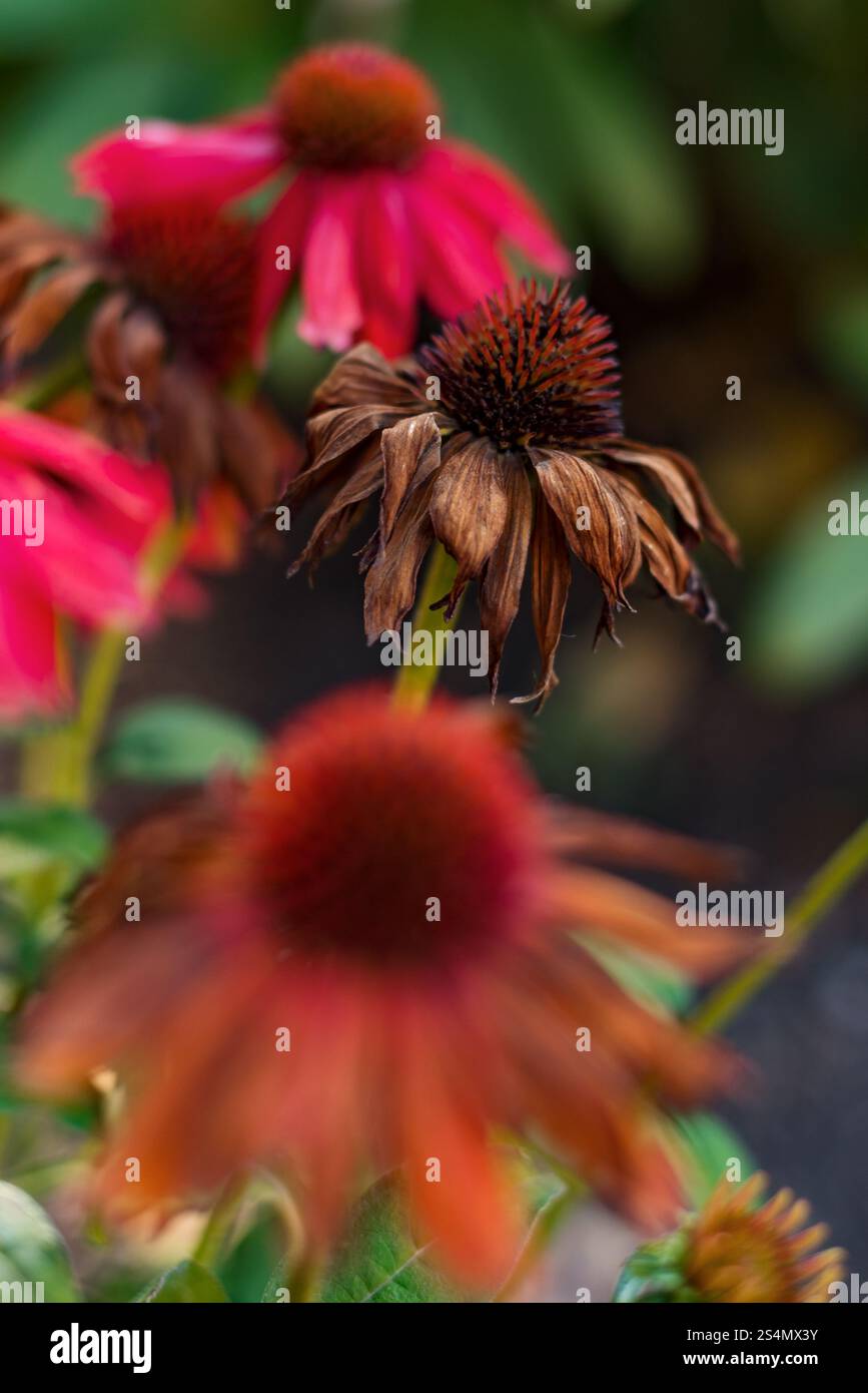 Verwelkte, ausgetrocknete Echinacea coneflower am Ende der Blütezeit Stockfoto
