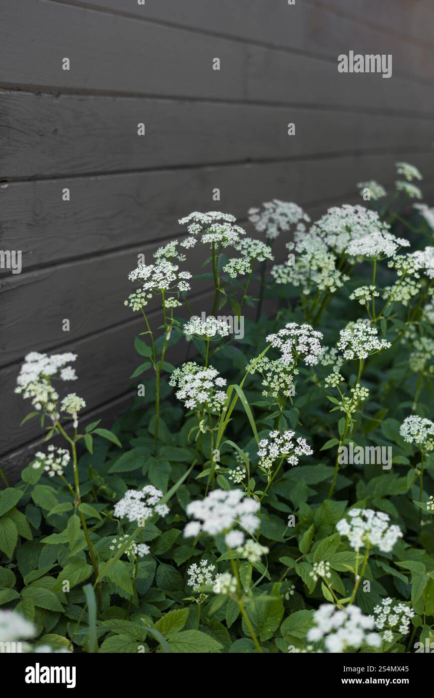 Gemahlene Holunderpflanze mit weißen Blüten als Zierrand Stockfoto