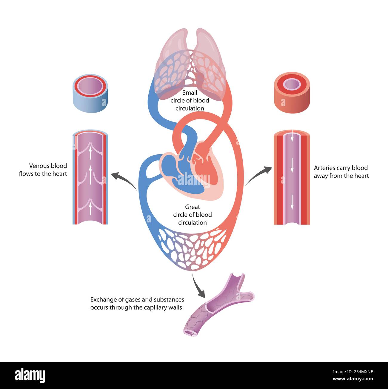 Blutgefäße: Typen, Anatomie, Funktion Stockfoto