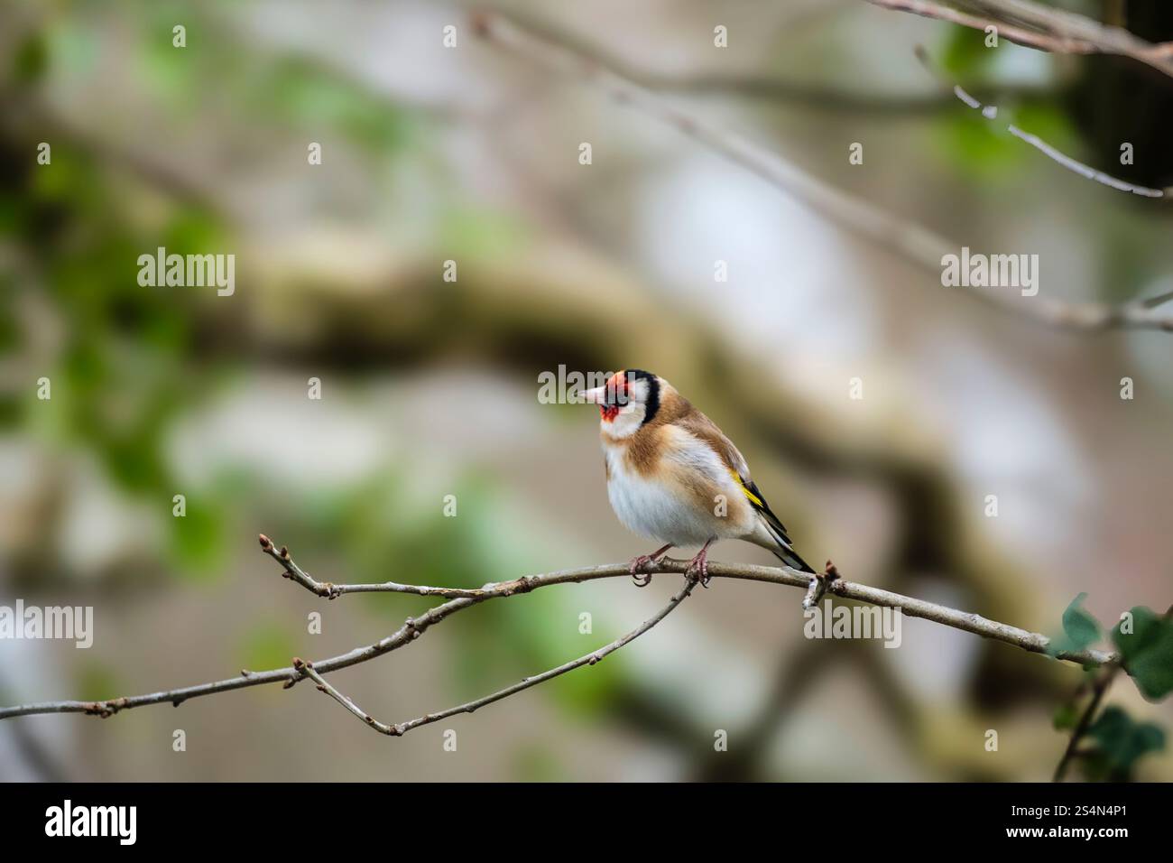 Goldfinch (Carduelis carduelis) thronte auf einem Baumzweig. Die Spinnies, Aberogwen, Bangor, Gwynedd, Wales, Großbritannien, Großbritannien Stockfoto