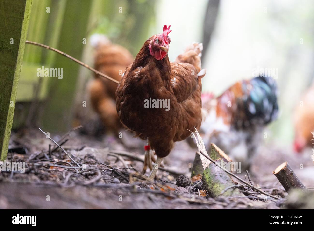 Freilandhühner auf der Suche nach Nahrung. Stockfoto