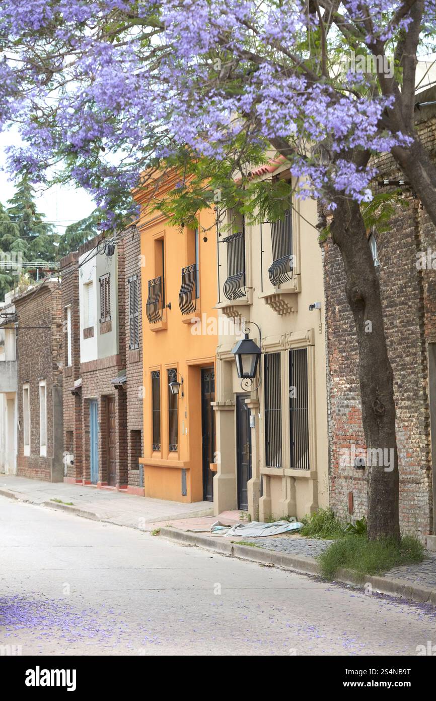 Jacaranda-Baum im historischen Fass von San Antonio de Areco, Buenos Aires, Argentinien. Stockfoto