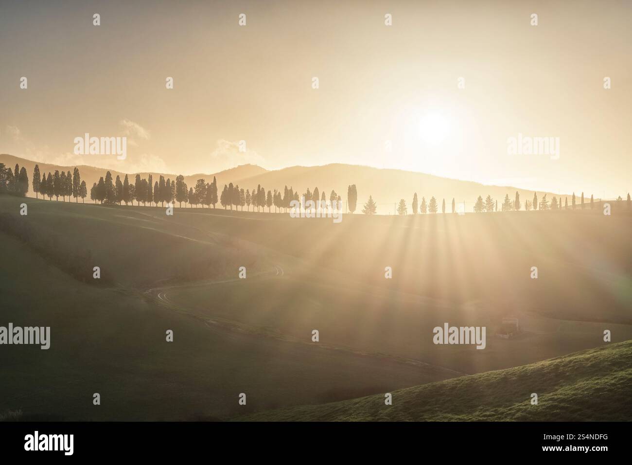 Eine Reihe von Zypressen auf einem Hügel und Sonnenstrahlen in der Landschaft von Lajatico bei Sonnenuntergang. Provinz Pisa, Region Toskana, Italien Stockfoto