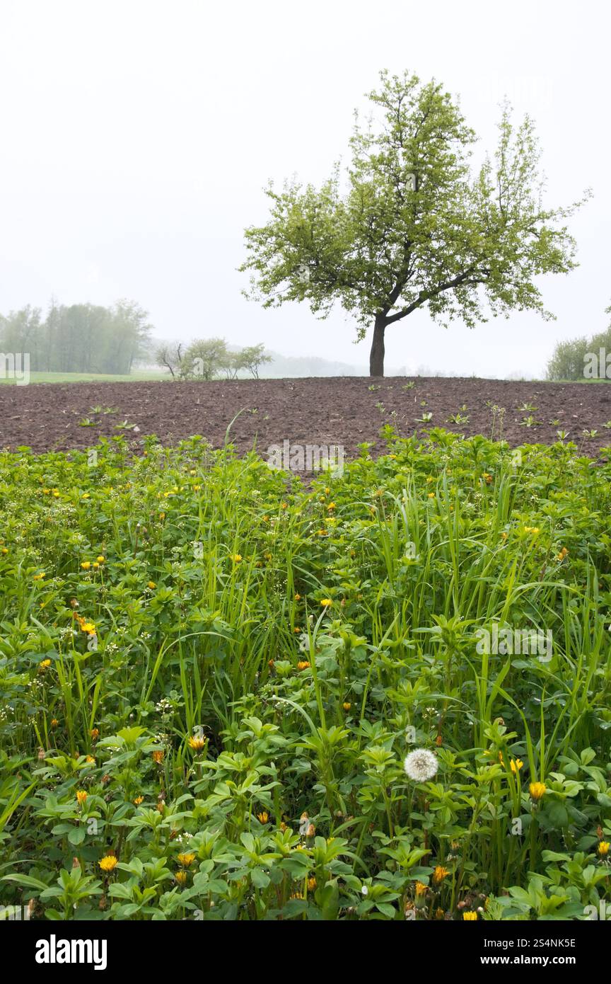 Nebelig kann morgens (taufendes Gras im Vordergrund und einsamer Baum dahinter) Stockfoto