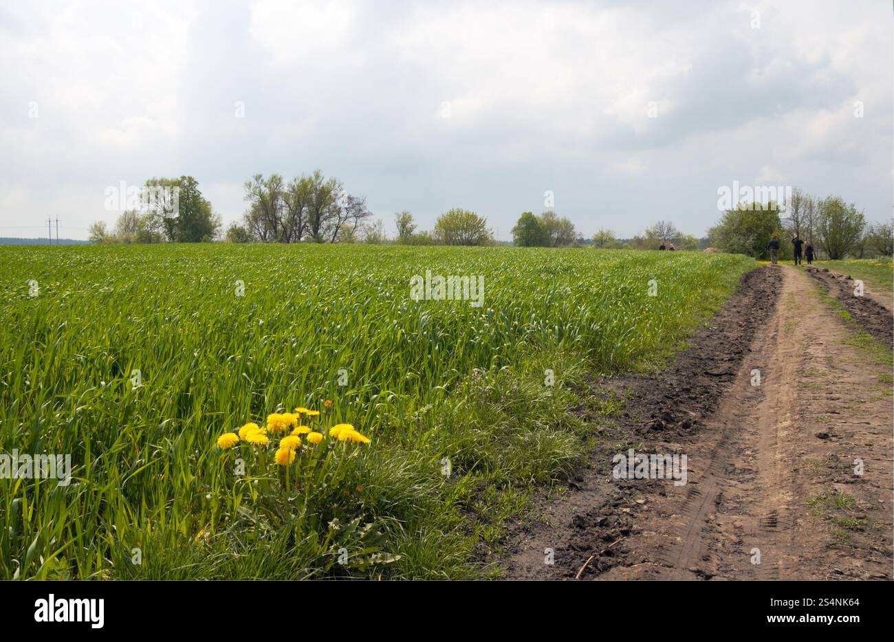 gelbe Blume auf Grenze Feld in der Nähe von schmutzigen Straße und Völker auf Straße Stockfoto