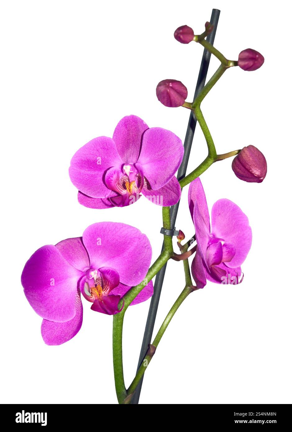 Rosa Orchideenblume isoliert auf weißem Hintergrund Stockfoto