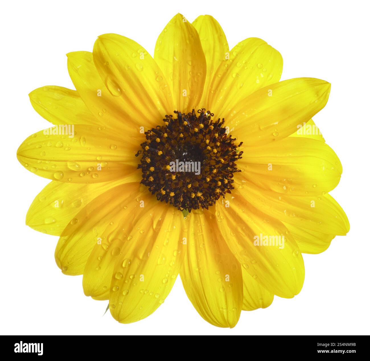 gelbe dekorative Sonnenblume isoliert auf weißem Hintergrund Stockfoto