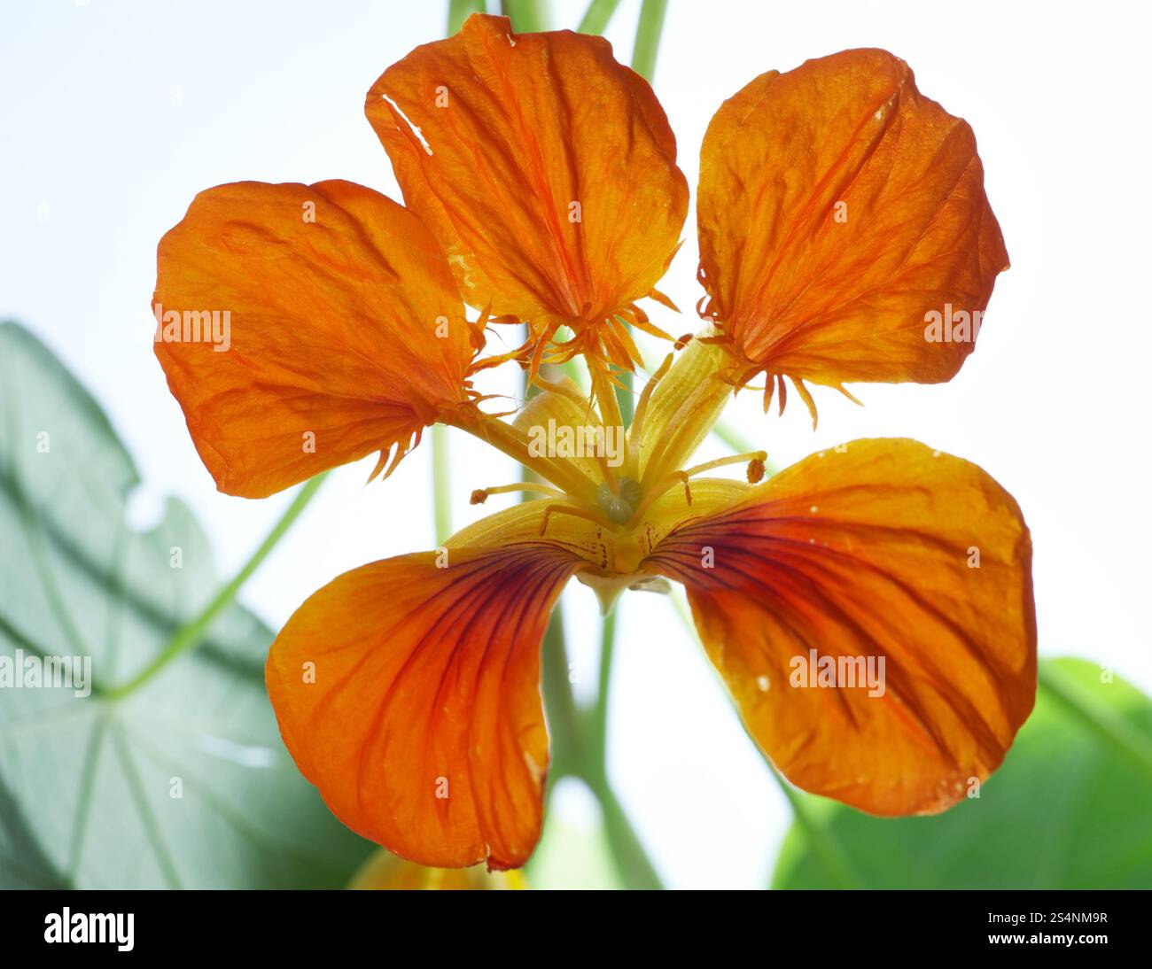 Blühende Kapuzinerkresse Orangenblütenwasser (Makro) auf Blumenbeet Stockfoto