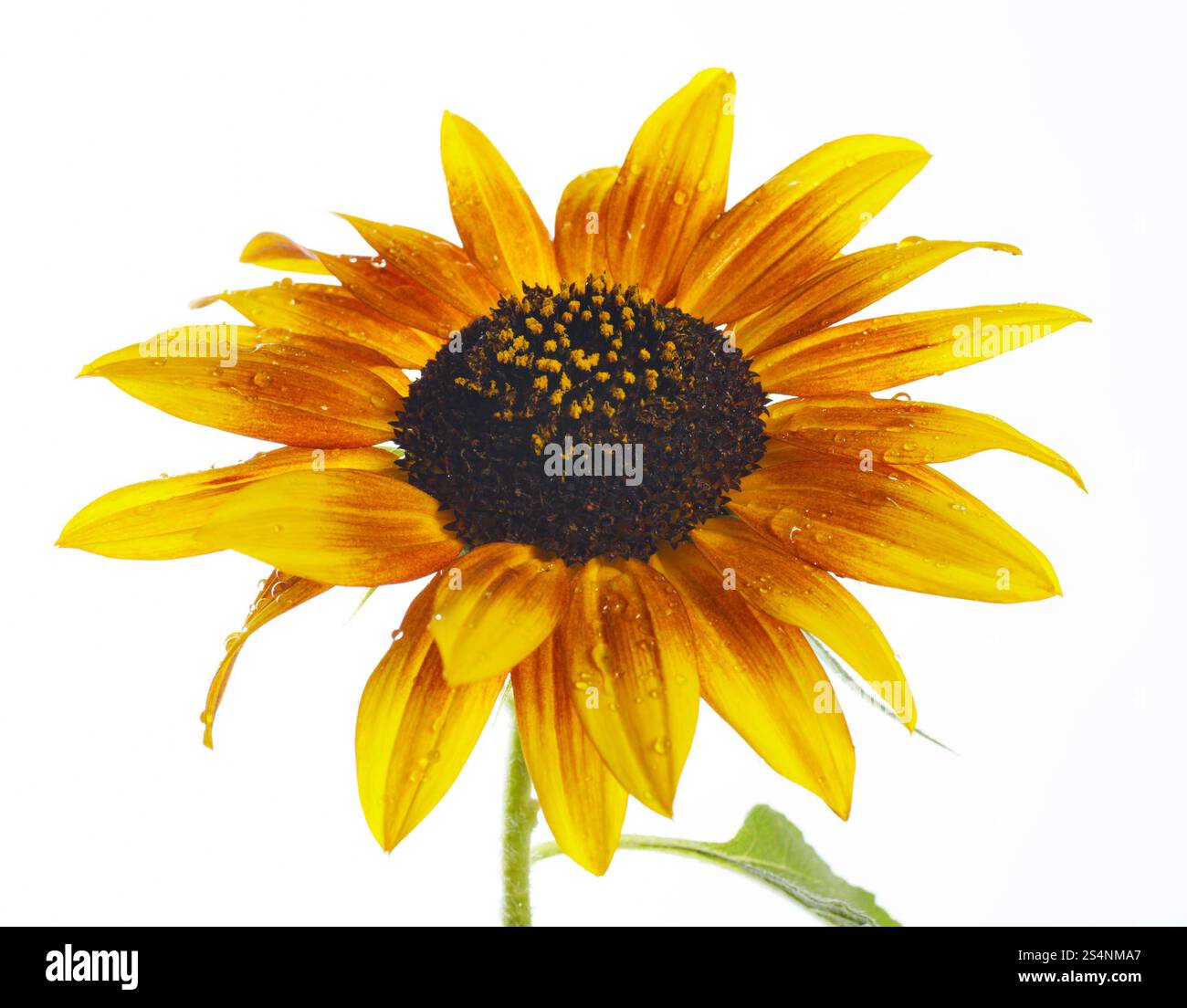 Orange ornamentalen Sonnenblumen auf hellem Hintergrund Stockfoto