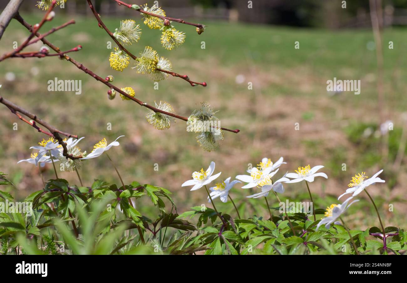 Blühende weiße Anemone Blumen am Waldrand Frühling und Willow Zweig mit Knospen Stockfoto