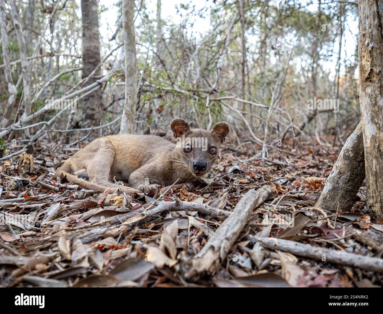 Eine neugierige Fosa (Cryptoprocta ferox) auf einem Waldboden in Madagaskar Stockfoto