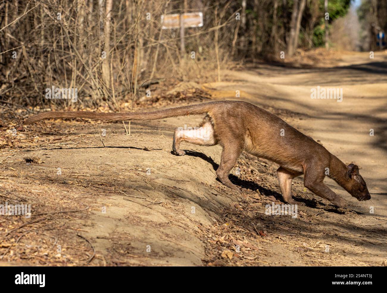 Eine Fosa (Cryptoprocta ferox), die einen Waldweg in Madagaskar überquert Stockfoto